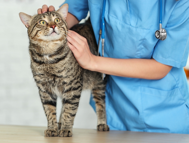 Veterinary Jobs in Honolulu