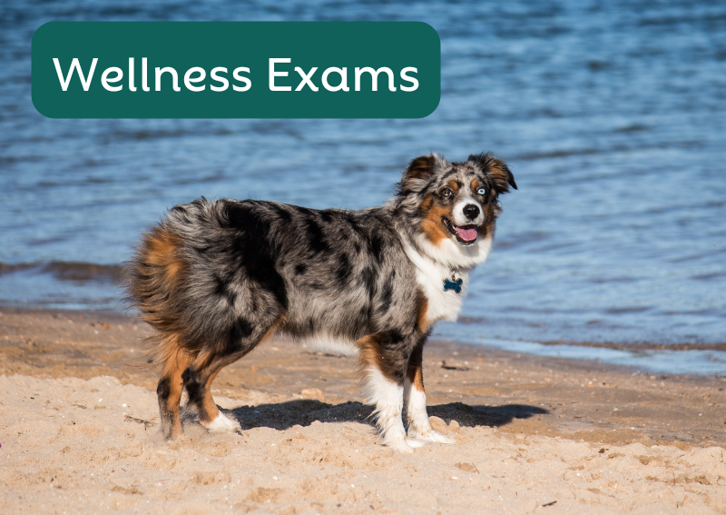 Carousel Slide 2: Wellness exams available for dogs, cats, puppies and kittens